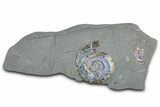 Iridescent Ammonite (Psiloceras) Fossil - England #350956-1